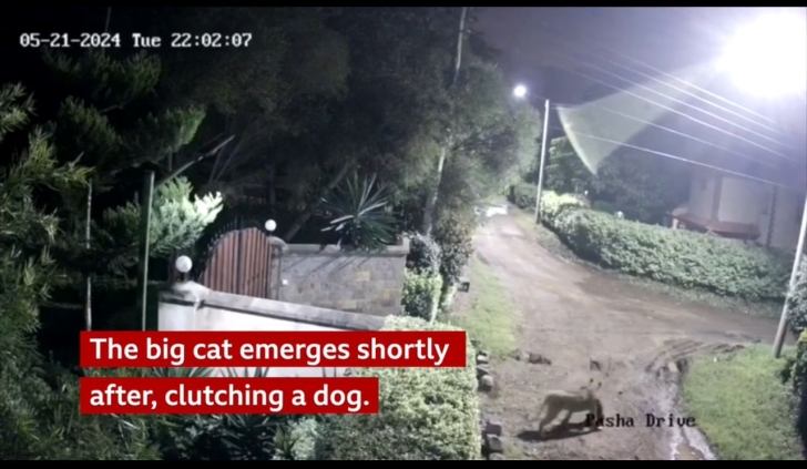 Kenya: CCTV reveals how a lion took a dog from a family home at night [VIDEO]