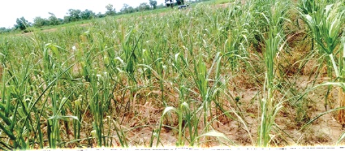 An affected farm in the north