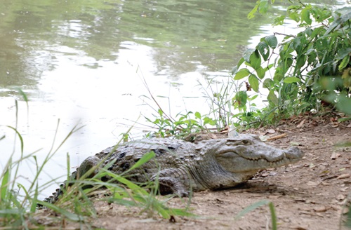 A crocodile crawling out of the pond after it was called by some elders of the Menji community A crocodile crawling out of the pond after it was called by some elders of the Menji community