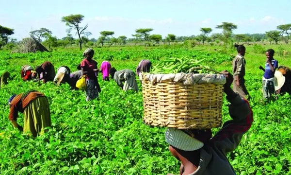 Food security in Ghana: Leveraging government’s interventions for sustainable solutions