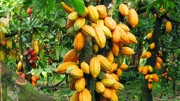 Govt increases Cocoa price to GH¢48,000 per tonne — New season starts today 