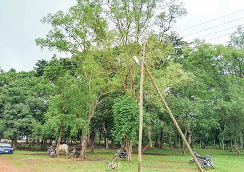 A forest located close to the chief priest's palace A forest located close to the chief priest's palace