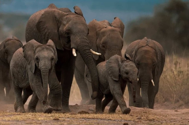 Zimbabwe’s elephant population is the second-largest in the world Zimbabwe’s elephant population is the second-largest in the world
