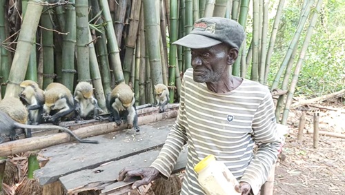 Kwabena Kyeremeh, 78-year-old caretaker of the sanctuary, who spoke to the Daily Graphic during the visit