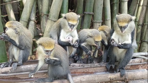 Some of the monkeys enjoying bananas from tourists Some of the monkeys enjoying bananas from tourists