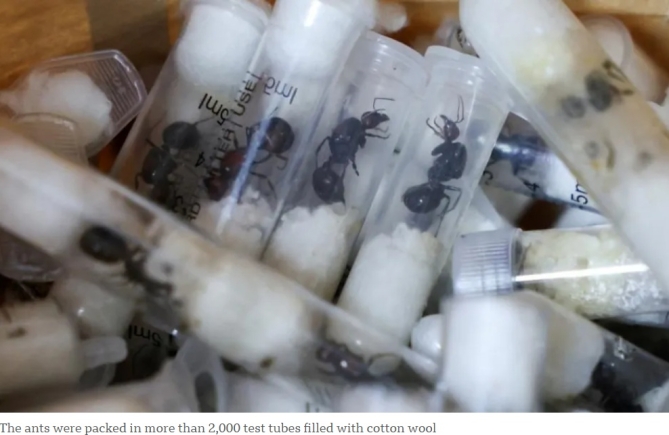 Gang who smuggled thousands of queen ants sentenced in Kenya Gang who smuggled thousands of queen ants sentenced in Kenya