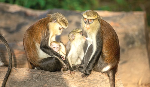 People & Places: Tafi Atome Monkey Sanctuary & Cultural Village
