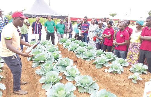 Ramid Saana (left), Technical Field Officer at the West-East, taking some of the farmers through cabbage production. Ramid Saana (left), Technical Field Officer at the West-East, taking some of the farmers through cabbage production.