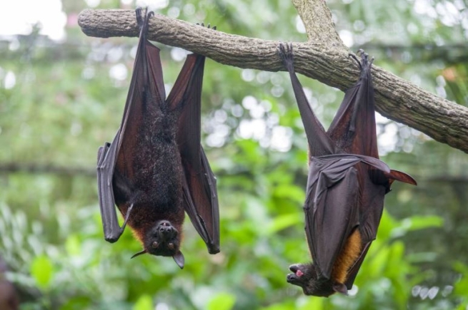 Malayan flying fox (Pteropus vampyrus). a South-East Asian species of megabat, primarily feeds on flowers, nectar and fruit