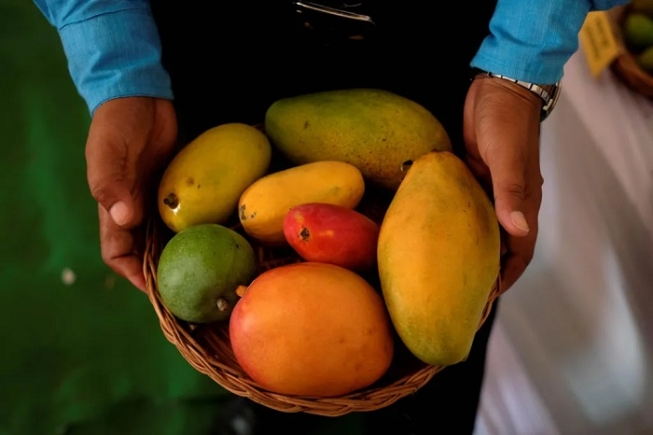 There are over 1,000 varieties of mango grown in India There are over 1,000 varieties of mango grown in India