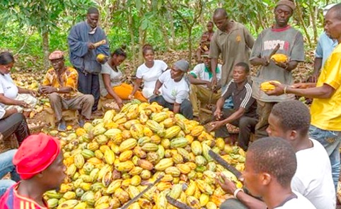 Cocoa farmers shelling cocoa pods after harvest Cocoa farmers shelling cocoa pods after harvest