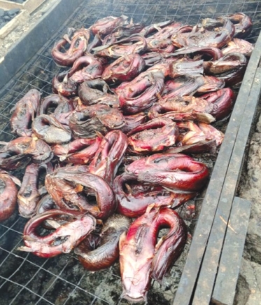 Catfish being processed