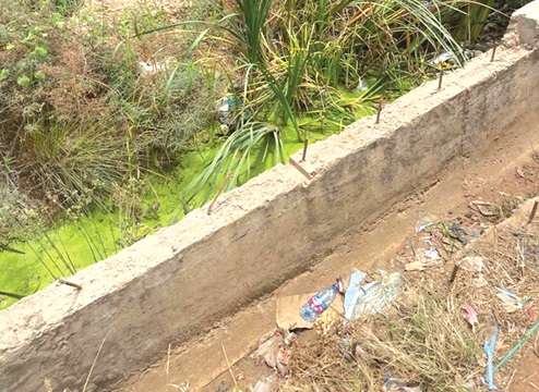 Water-tolerant vegetation growing in the stagnant water under the abandoned flyover