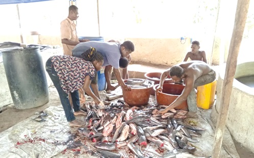 Some of the workers of Eagles’ Croft preparing fresh fish for processing Some of the workers of Eagles’ Croft preparing fresh fish for processing