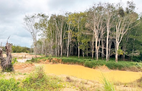 Galamsey activities have destroyed large tracts of rubber plantation in the Tarkwa Nsuaem Municipality Galamsey activities have destroyed large tracts of rubber plantation in the Tarkwa Nsuaem Municipality
