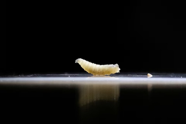 A sample of screwworms are displayed at a veterinary clinic in Tapachula, Chiapas state, Mexico July 4, 2025. REUTERS/Daniel Becerril/File Photo