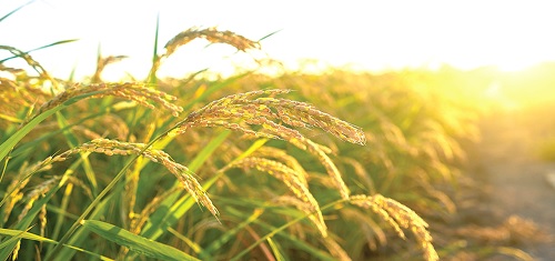 Our country has what it takes to be self-sufficient in rice production