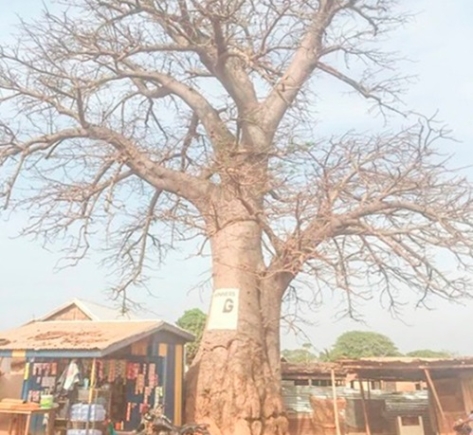 The 332-year-old sacred mythic baobab tree