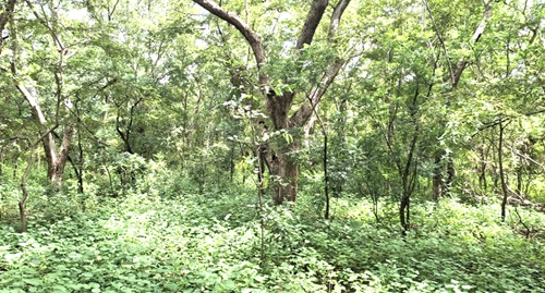 A section of the 12-hectare sacred grove at Yiwagu in the Savelugu Municipality in the Northern Region