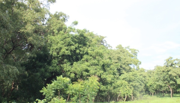 A section of the 12-hectare sacred grove at Yiwagu