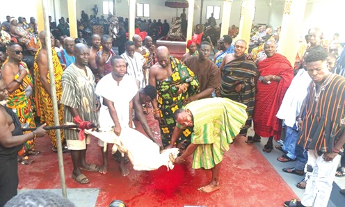A white sheep slaughtered during Akuapem Traditional Council meeting at Akropong 