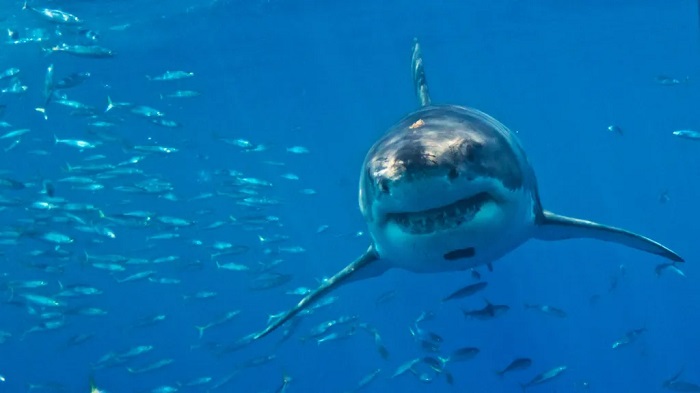 Great white sharks face extinction in Mediterranean, say researchers
