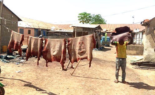 Alhassan Hafiz drying the leather after dying it