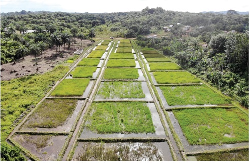 A rice nursery field A rice nursery field