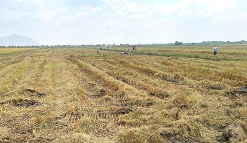 A portion of the rice farm