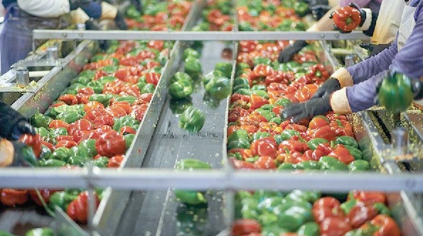 Agro processing can be a game changer for the economy