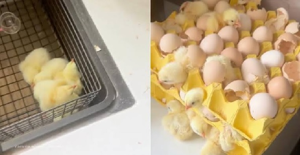 Woman returns from holiday to find 70 chicks have hatched from eggs she bought (VIDEO) Woman returns from holiday to find 70 chicks have hatched from eggs she bought (VIDEO)