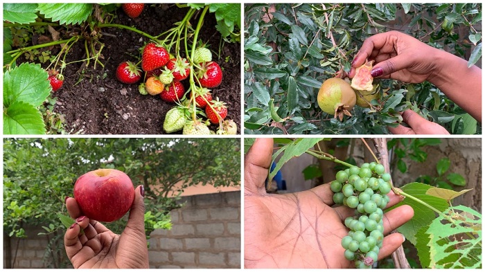 Most of these foreign fruits can be grown in Ghana Most of these foreign fruits can be grown in Ghana