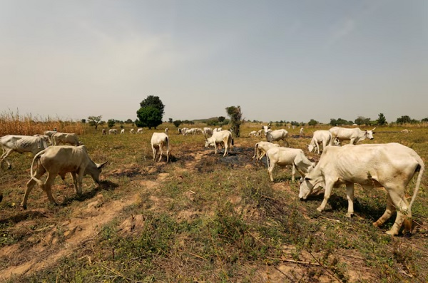 Cattle graze in a field in Paiko, Niger State, Nigeria November 27, 2018. Picture taken November 27, 2018. REUTERS/Afolabi Sotunde/File Photo Purchase Licensing Rights Cattle graze in a field in Paiko, Niger State, Nigeria November 27, 2018. Picture taken November 27, 2018. REUTERS/Afolabi Sotunde/File Photo Purchase Licensing Rights