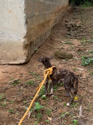 Eastern Region: Fire Service rescues dog from well