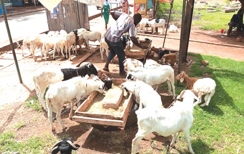 Osman Zakaria, a trader, at his animals selling point Osman Zakaria, a trader, at his animals selling point