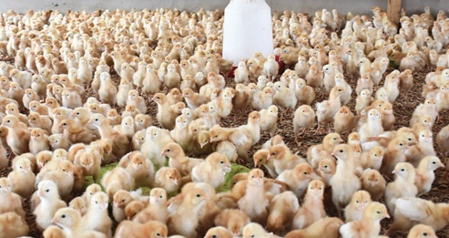 Some of the imported day-old chicks
