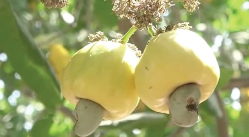 Government approves GH¢12 minimum price for raw cashew nuts for 2025/2026 season