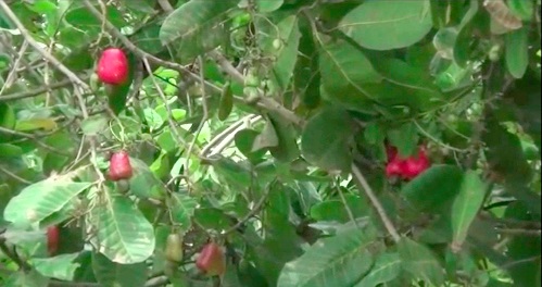 Ripe cashew fruits on a tree Ripe cashew fruits on a tree