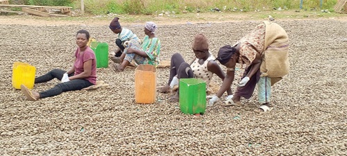 Some women picking out bad cashew nuts Some women picking out bad cashew nuts