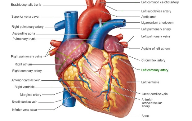 5 foods that are excellent for the heart