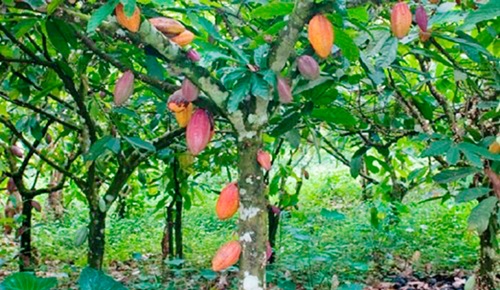 A cocoa farm