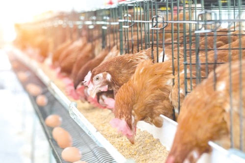 A typical poultry farm A typical poultry farm