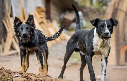 Unvaccinated dogs are carriers of the rabies virus Unvaccinated dogs are carriers of the rabies virus