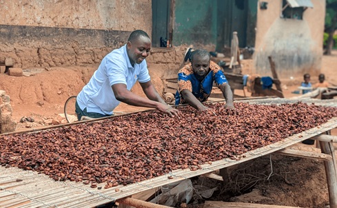 Some cocoa farmers drying cocoa beans Some cocoa farmers drying cocoa beans
