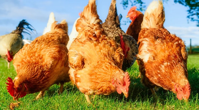 Towns in France and Belgium have been giving out free chickens for years to combat food waste Towns in France and Belgium have been giving out free chickens for years to combat food waste
