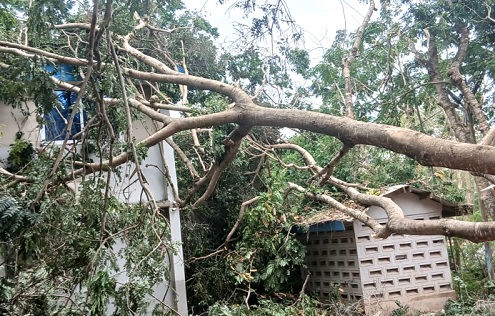 A tree fell on the administration block of the Accra College of Education. 