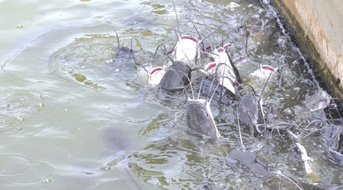 Some catfish in a pond at the Biss Farm, Sokode-Lokoe