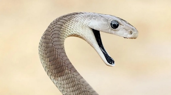'Unparalleled' snake antivenom made from man bitten 200 times