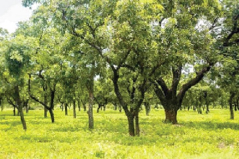 Tree planting must be institutionalised Tree planting must be institutionalised