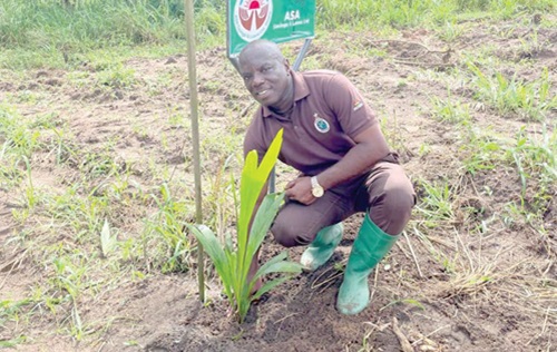 CSP Martin Duah, Head of Agriculture at the Nsawam Prisons, planting one of the oil palm seedlings